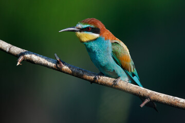 Golden bee-eater sitting on a branch