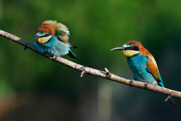 Golden bee-eater sitting on a branch