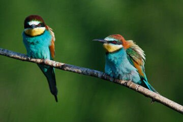Golden bee-eater sitting on a branch