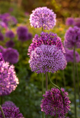 Blooming purple allium flowers (allium cristophil)  and yarrow on evening day in the garden. Concept of gardening, the cultivation of bulbous plants.Soft focus