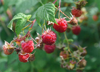 raspberry red berry, tasty, ripe, on a branch with green leaves
