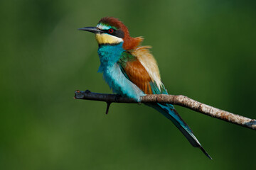 Golden bee-eater sitting on a branch