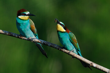 Obraz premium Golden bee-eater sitting on a branch