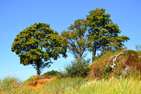 Landscape of bright green trees and the clean blue sky
