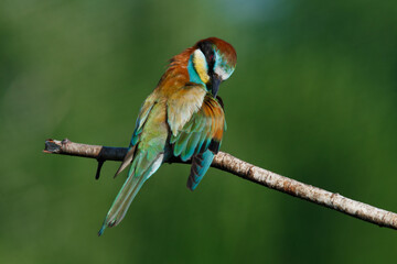 Golden bee-eater sitting on a branch
