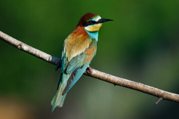 Golden bee-eater sitting on a branch