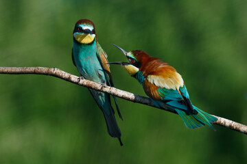 European bee eater Merops apiaster screaming at each other