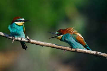 European bee eater Merops apiaster screaming at each other