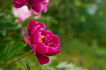 Big pink peony on a background of green leaves. Pink peony flower with bright juicy leaves. Peony in the summer garden. Beautiful pink flower on a green background. Summer flowers.
