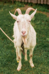 wild, ibex, animal, outdoors, field, outdoor, portrait, goat, hiking, nature, natural, childhood, green, wildlife, pet, park, village, white goat, farm, grass, wild goat, mammal, white, view, beautifu