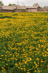 Obraz premium landscape, nature, agriculture, field, farm, dandelion, evening, sunset, sky, beautiful, blue, outdoor, countryside, green, meadow, village, farming, grass, yellow, hay, spring, scenic, rural, country