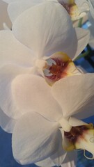 Orhidee Weis 