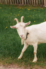 wild, ibex, animal, outdoors, field, outdoor, portrait, goat, hiking, nature, natural, childhood, green, wildlife, pet, park, village, white goat, farm, grass, wild goat, mammal, white, view, beautifu