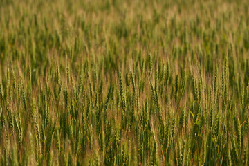 a green field of wheat and a Sunny day