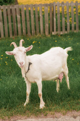 wild, ibex, animal, outdoors, field, outdoor, portrait, goat, hiking, nature, natural, childhood, green, wildlife, pet, park, village, white goat, farm, grass, wild goat, mammal, white, view, beautifu