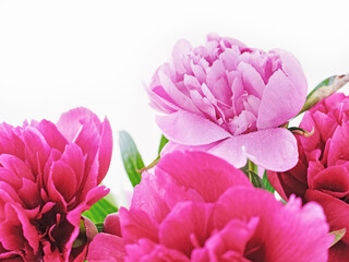Obraz premium Flower composition. Lush fresh multi-colored peonies isolated on a white background. Copy space.