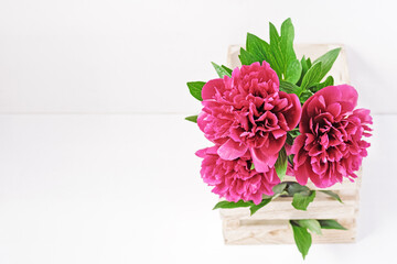 Flower composition. Fresh peonies are in a wooden box. Drops of water are on the flower petals. Copy space.