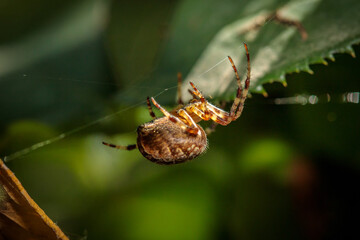 spider cross in the garden on green sprouts