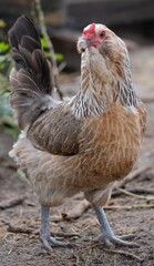 Young rooster