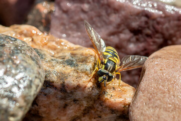 Wasp sitting on the stones