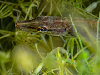 Juvenile Pike, Junghecht (Esox lucius)