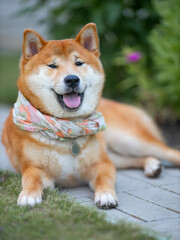 Shiba inu japanese dog puppy. 