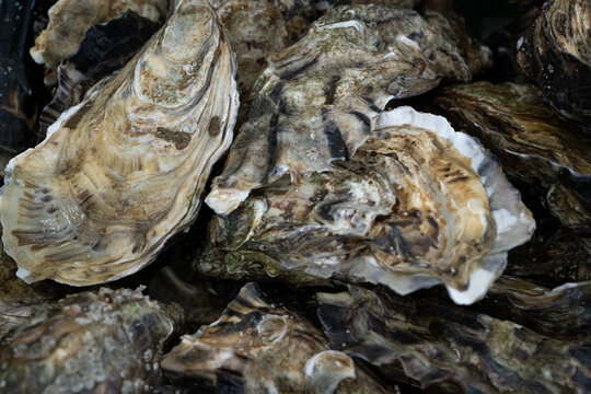 Closeup of oysters. Healthy food background. Top view. 