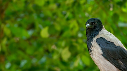 Hooded crow (Corvus cornix) looking in the camera. Blurred background.