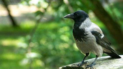 Hooded crow (Corvus cornix) sitting on the tree trunk.