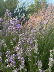 Beautiful luxurious purple lavender grows in nature in the garden