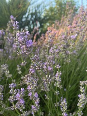 Obraz premium Beautiful luxurious purple lavender grows in nature in the garden