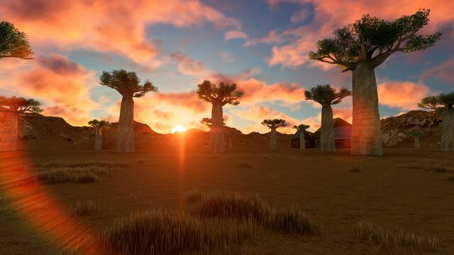 Baobab trees in African landscape in sunset time