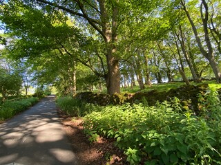 Country lane, with old trees, broken sunlight, and plants near, Linton, Skipton, UK