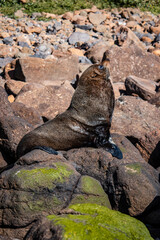 sea lion