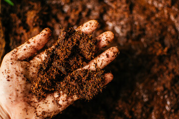 Male hands holding coconut coir husk fiber. Coconut coir,  fine coconut dust. Agriculture and organic planting concept.    