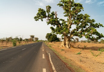 Asphalt country road leading through rural Senegal with huge baobab tree, Senegal, Africa.