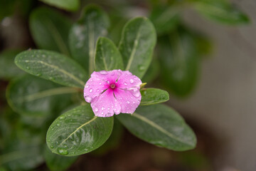 Kiss flowers (Psychotria elata) wet in rainy day