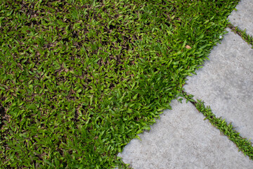 walk path in garden