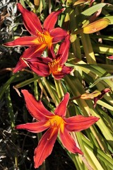 hémérocalle orangé rouge