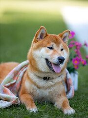 Shiba inu japanese dog puppy. 
