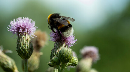 bumblebee pollinates a pink flower, macro