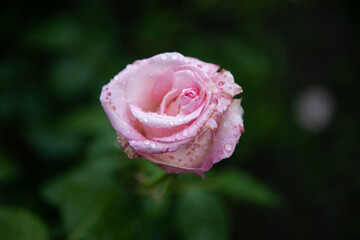 
Abstract blurred background leaves flowers rose petals dew drops. Background banner postcard background Copy space. Pink and white roses after rain buds