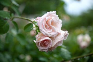 
Abstract blurred background leaves flowers rose petals dew drops. Background banner postcard background Copy space. Pink and white roses after rain buds