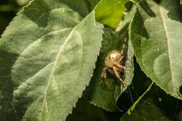 spider cross in the garden on green sprouts