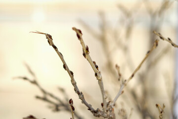 nature background. the top of tree in spring.