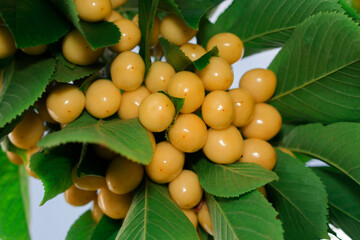 Yellow ripe cherries weigh on tree branches
