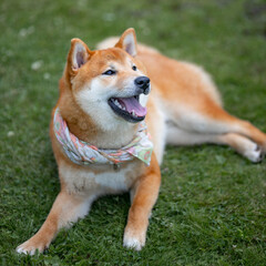 Shiba inu japanese dog puppy. 