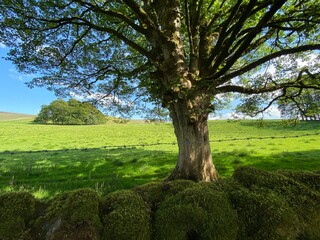 Old tree, next to a moss covered stone wall, with a meadow and trees beyond near, Cracoe, Skipton, UK