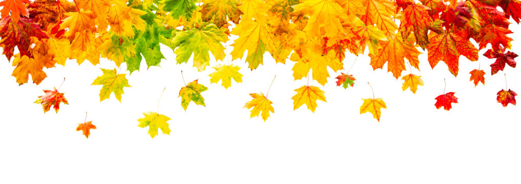 Colorful maple leaves border isolated on white background