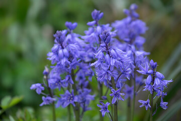 Obraz premium Close up of Spring bluebells in a forest against blurred background